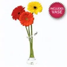 3 Gerberas In A Vase