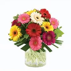 Bright Mixed Gerberas Bunch arrangement showing hot pink, orange and yellow gerberas standing upright on long stems