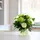 Blissful Botanics Bunch 1