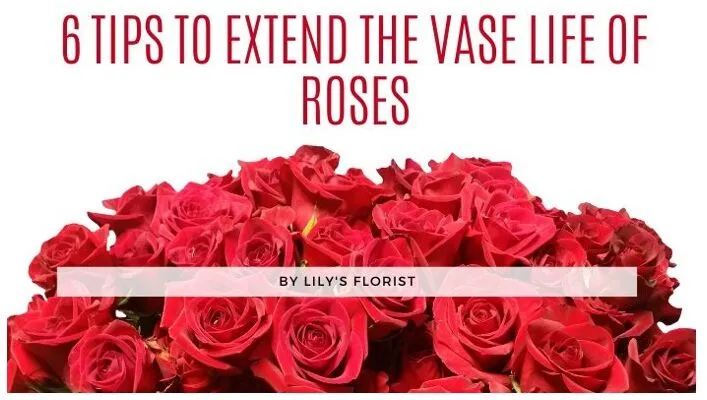 6 Tips to Extend the Vase Life of Roses
