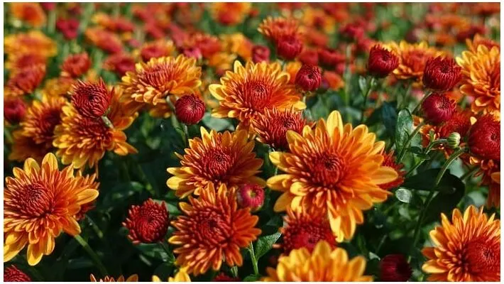 Birth Month Flower: Chrysanthemum November