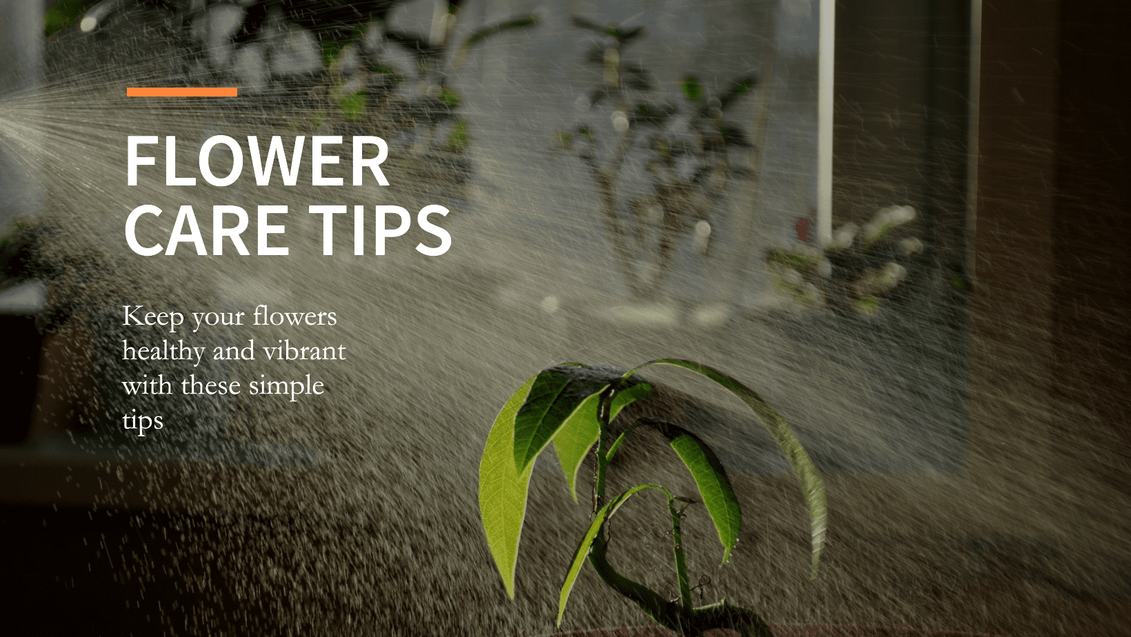 Tips On How To Care For Your Flowers Once Delivered