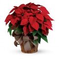 Christmas Poinsettia Flowers
