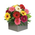 Bright Mixed Gerbera Arrangement
