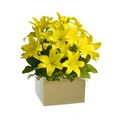 VIP Yellow Lily Arrangement