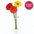 3 Gerberas In A Vase 3 Gerberas In A Vase