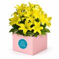 Bright and vibrant yellow lily box to bring sunshine to their day