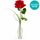 Classic, timeless, stunning single rose in a glass bud vase