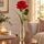 Single red rose in a glass vase
