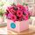 pretty pink flowers in a box