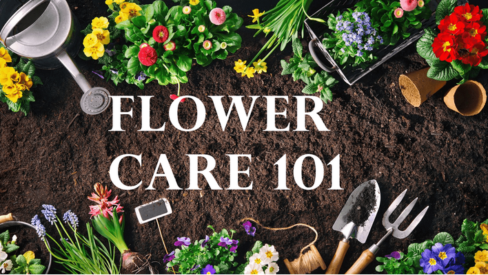 A Guide to Basic Flower Care 101