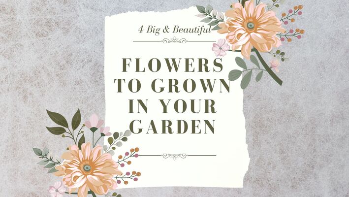 4 Big and Beautiful Flowers to Grow in Your Garden