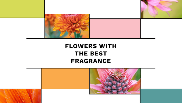 Flowers With The Best Fragrance