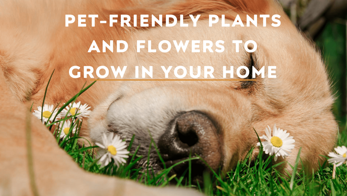 Pet-Friendly Plants and Flowers to Grow In Your Home