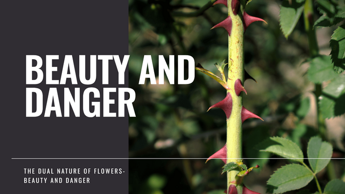 Dangerous Beauty: The World's Most Poisonous Flowers