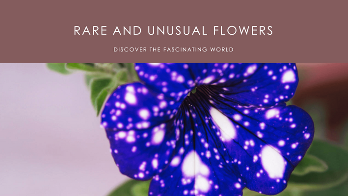 The Fascinating World of Rare and Unusual Flowers