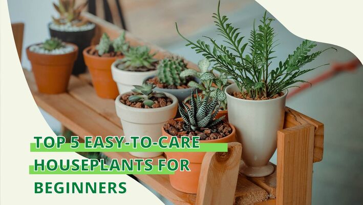 Top 5 Easy to Care Houseplants for Beginners