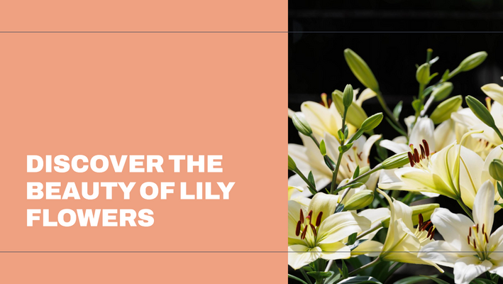 what is a lily flower