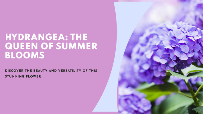 ​Flower on Spotlight: Hydrangea​