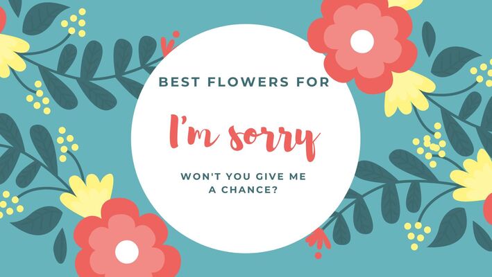 Best Flowers For Im Sorry