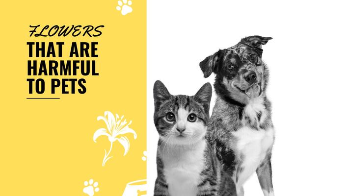 Common Flowers That Are Harmful To Pets