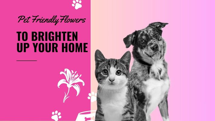 Pet-Friendly Flowers to Brighten Up Your Home