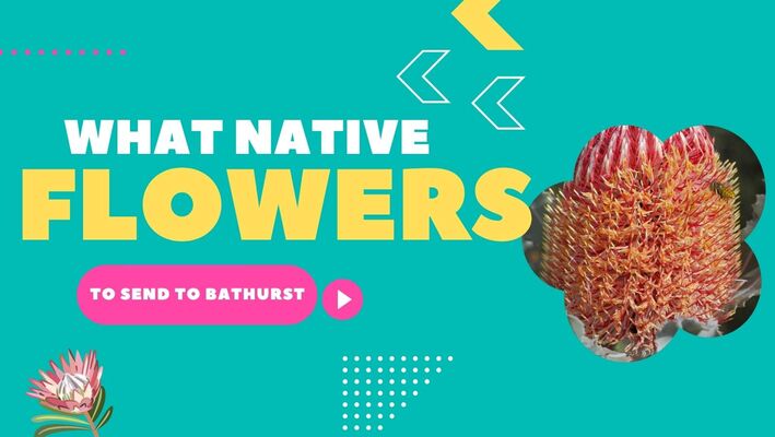 What Native Flowers to Send to Bathurst