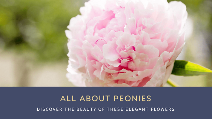 All There Is To Know About Peonies