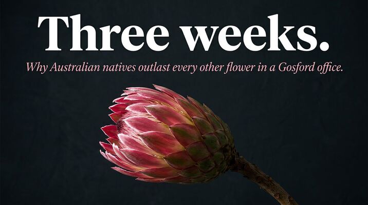 Proteas last three weeks in a Gosford office. Roses last five days